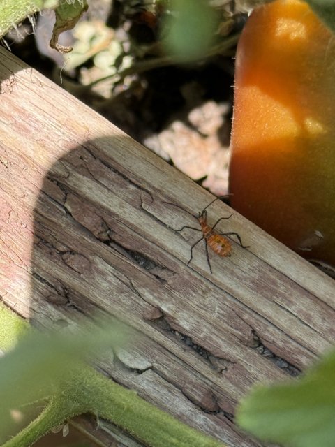 Tiny Wanderer in the Garden