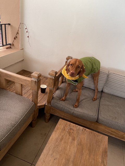 Green Jacket Dog on the Santa Fe Couch