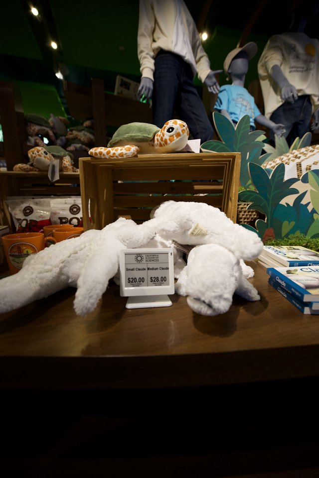 Stuffed Sea Creatures Display at Museum Gift Shop