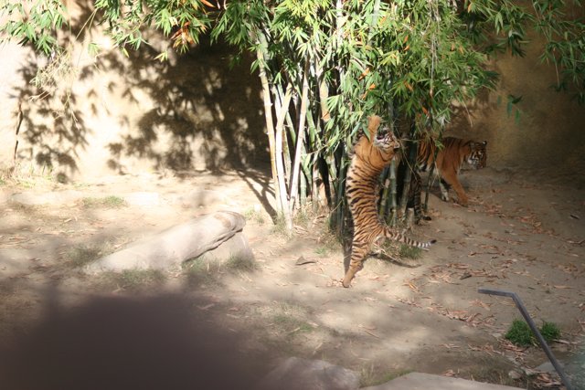 Dual Tigers in a Foliage-Filled Enclosure