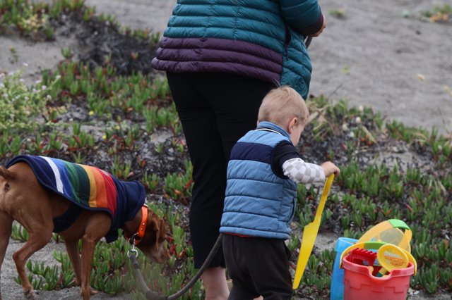 Toddler and Dog Explore Sandy Beach Together