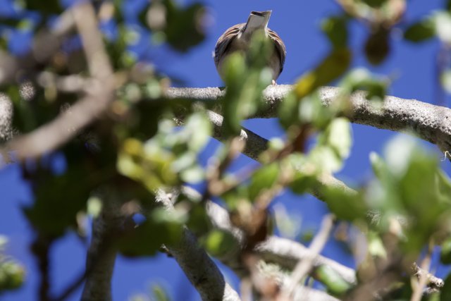 Hidden Perch
