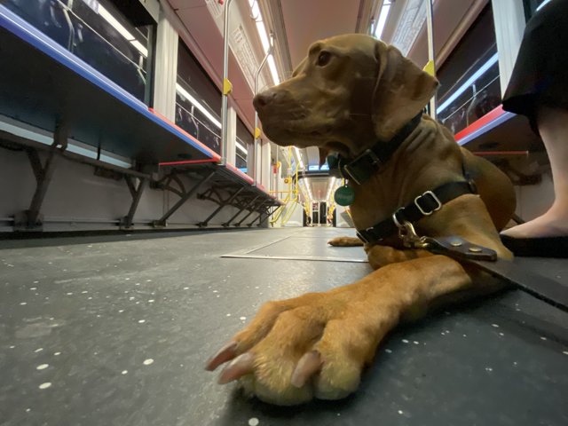 Riding the Rails with Man's Best Friend