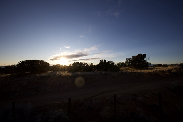 Desert Sunset Through Silhouetted Trees and Golden Grass