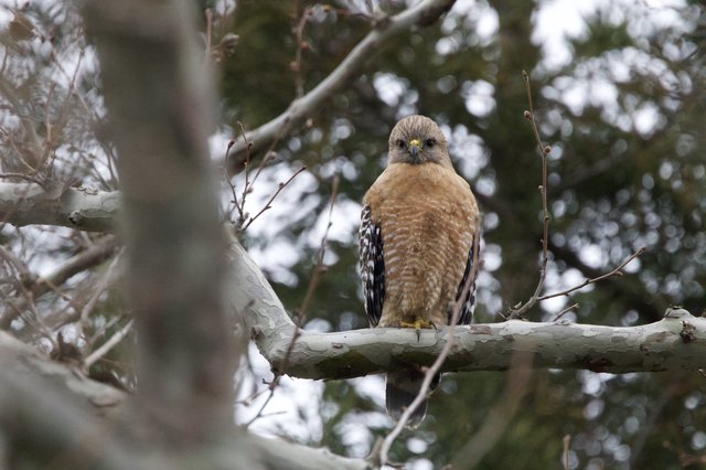 Red-shouldered Hawk Perched on Winter Branch