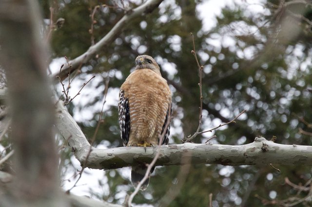 Red-Shouldered Hawk Perched on Winter Branch