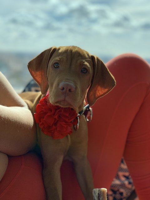 Sweet Pup on Red