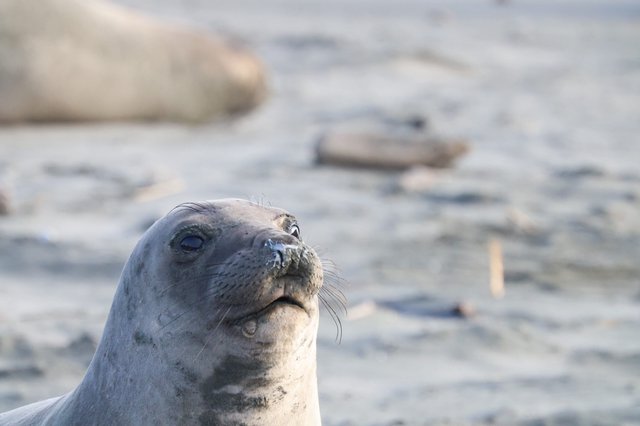 Elephant Seal Pup Portrait at Drakes Beach