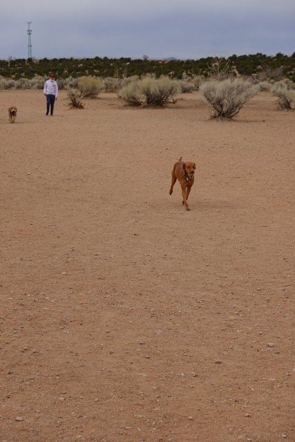 Man and Dog Strolling through Desert Landscape
