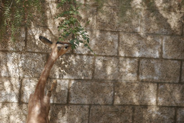 Giraffe Feasting on Tree Leaves
