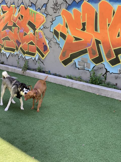 Canine Playtime Amidst Graffiti