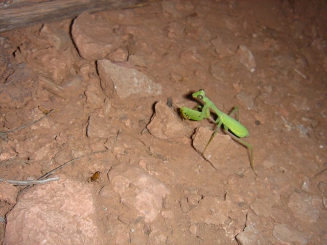 Praying Mantis in its Natural Habitat
