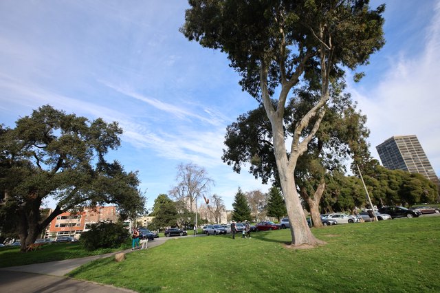 Eucalyptus Trees Towering Over Park Walkway