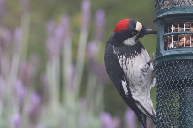 Acorn Woodpecker Feeding at Garden Bird Feeder