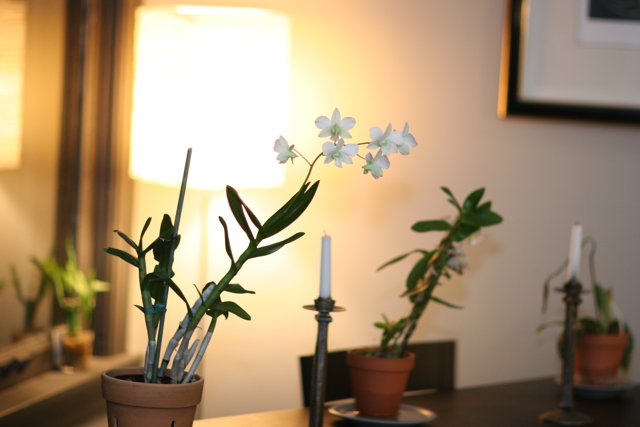 Ikebana-inspired Flower Arrangement