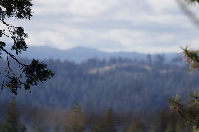 Misty Mountain Vista Through Pine Branches