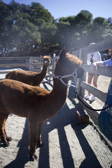 Llama Encounters in Carmel Valley