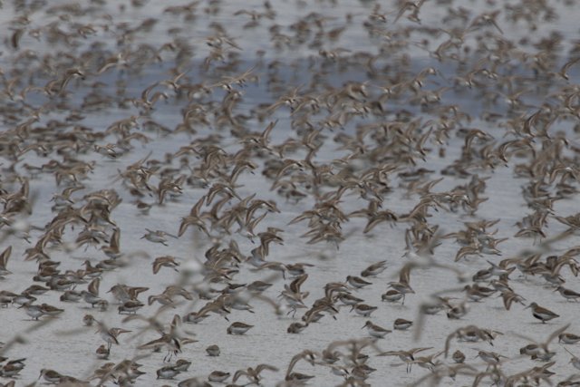 Flurry of Wings