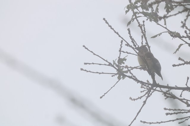 Small Bird Perched on Bare Winter Branch