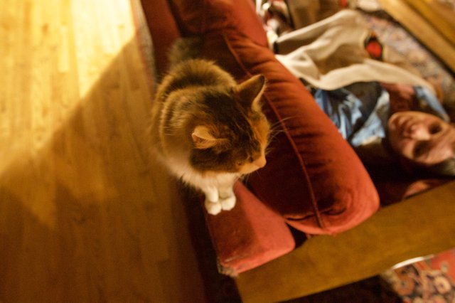 Calico Cat Perched on Red Sofa Armrest