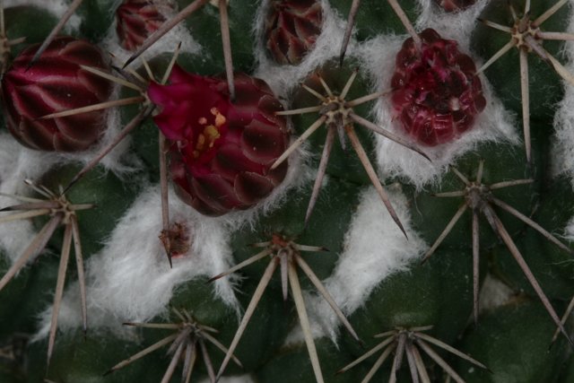 Snowy Cactus with Red Blooms