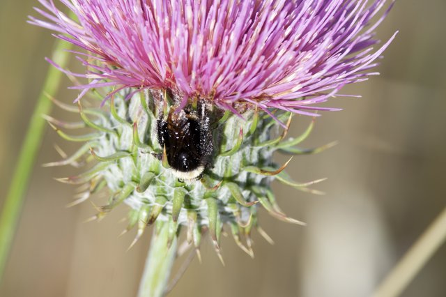 Bumblebee Foraging on Purple Thistle Bloom
