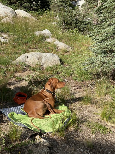 Canine Comfort in the Wilderness