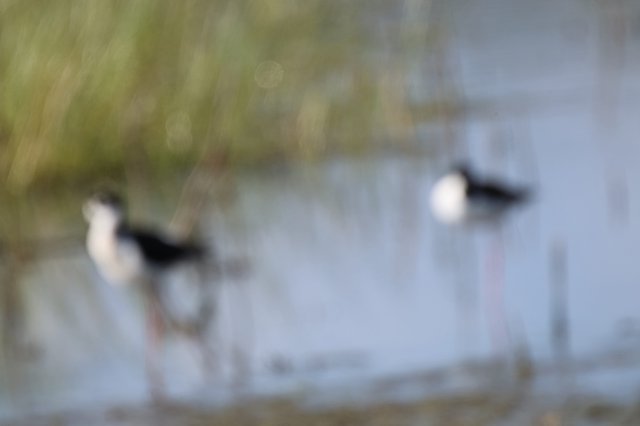 Avocets Foraging in Motion at Wetland Preserve