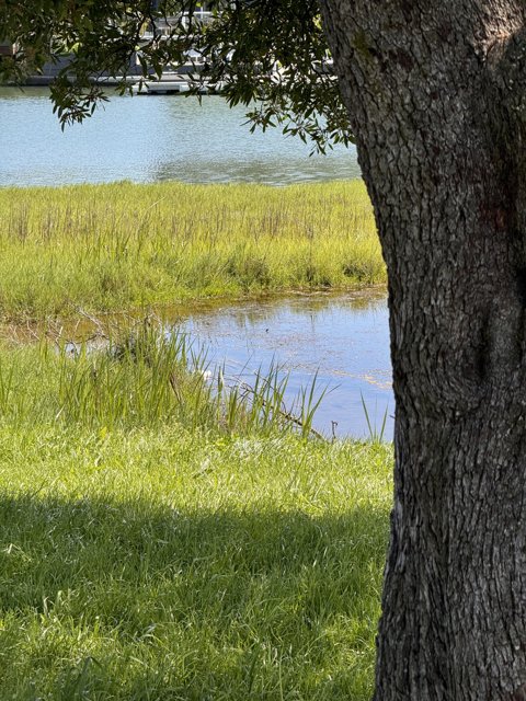 Tranquil Waterside Moment