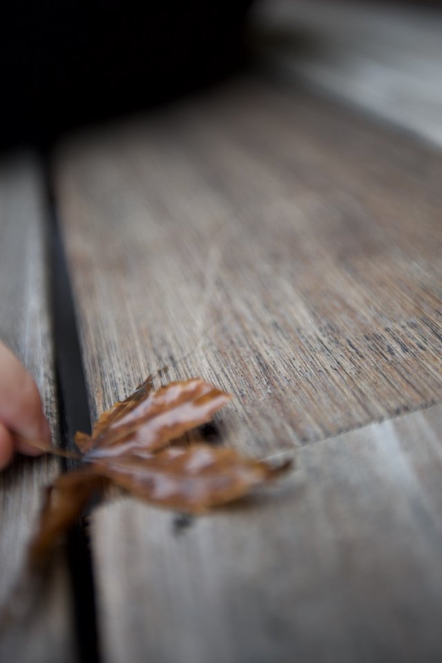 Autumn Leaf on Weathered Wood Surface