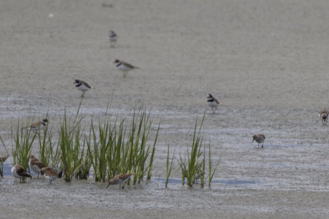 Serenity in the Marsh