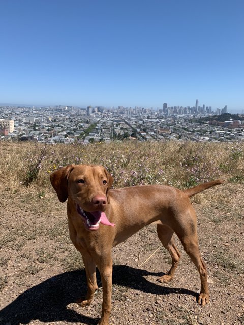 Majestic Dog Oversees the City