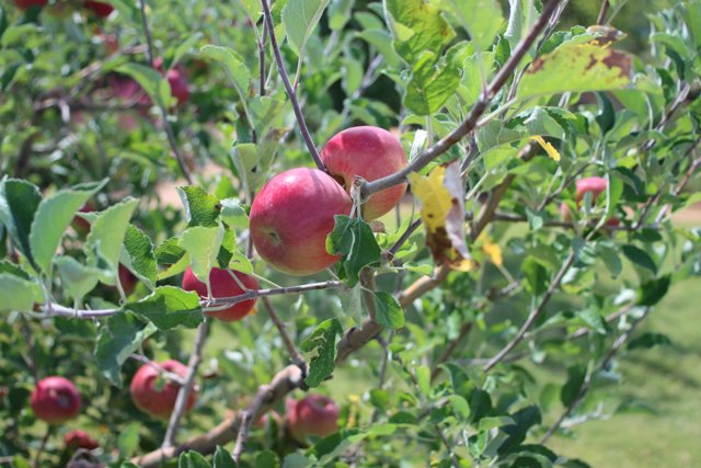 The Apple Tree Bounty