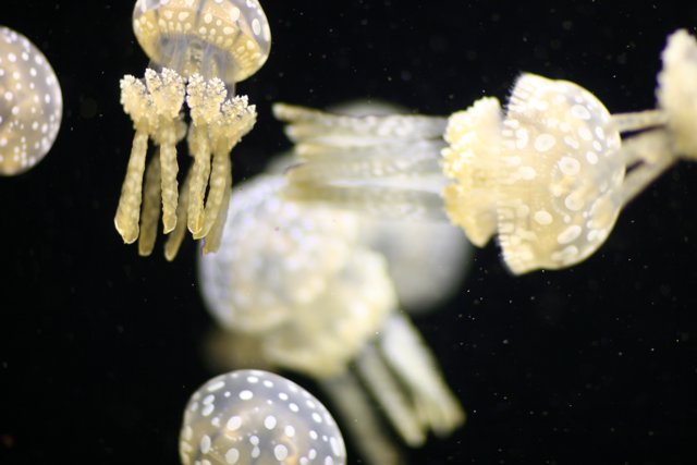 Majestic Jellyfish in the Deep Sea