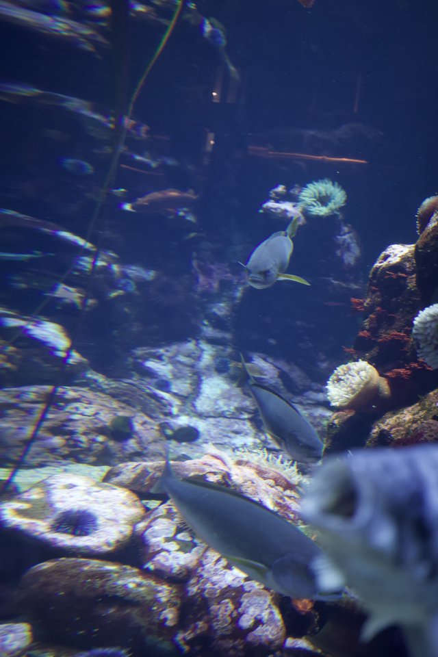 Underwater Reef Scene with Tropical Fish and Anemones