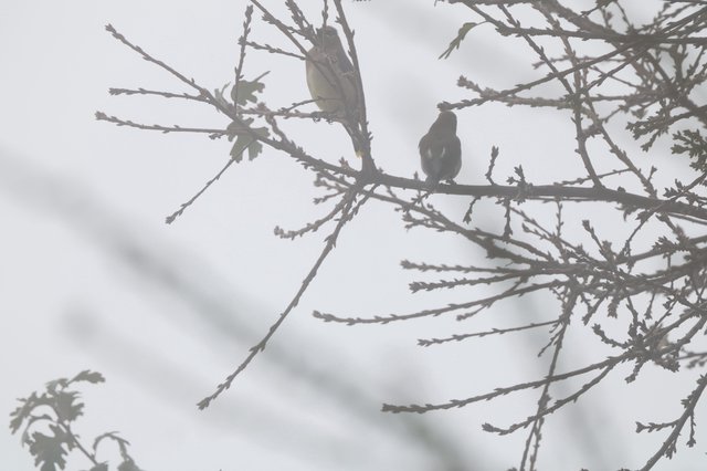 Two Birds Perched on Winter Branches at Dusk