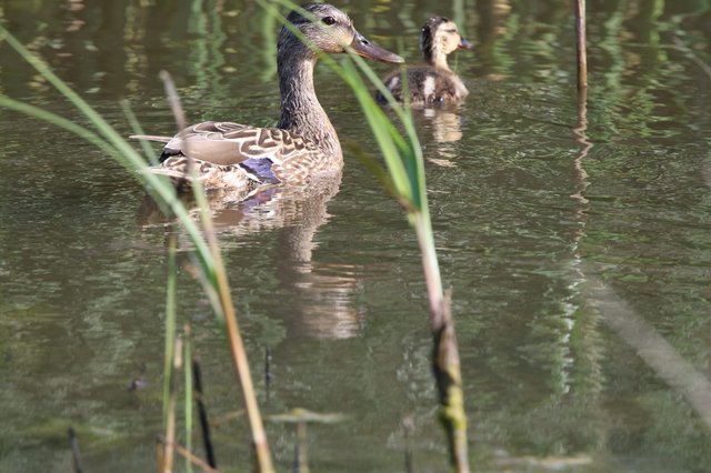 Female Mallard Duck Swimming in Wetland Pond