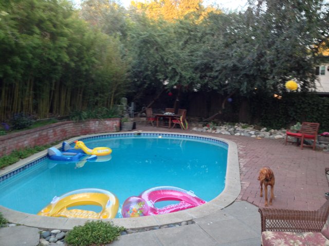 Dog Days of Summer in Altadena Backyard