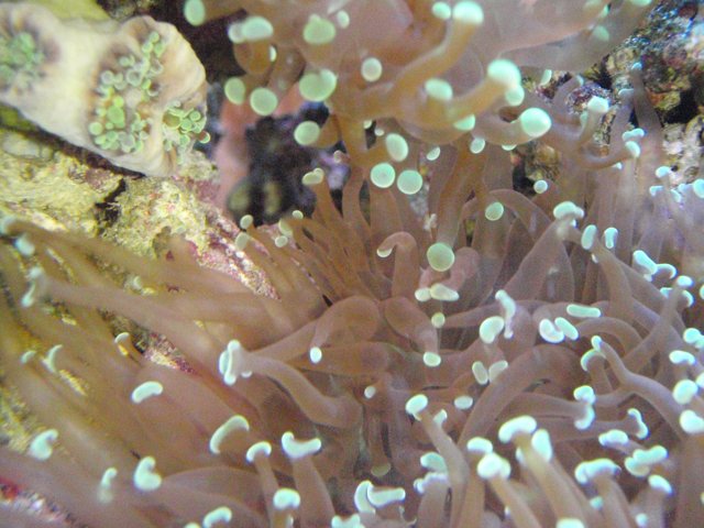 Beautiful Sea Anemone in the Coral Reef
