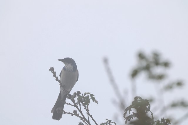 Scrub Jay Silhouetted Against Foggy Sky