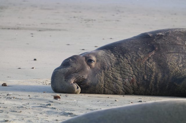 Resting Elephant Seal on Drakes Beach Shore