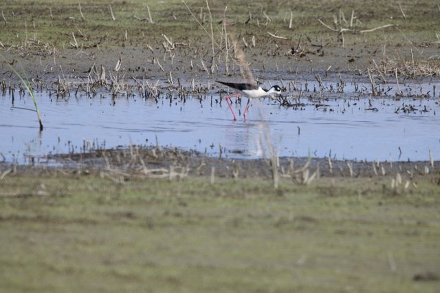 Black-necked Stilt Wading in Flooded Agricultural Field