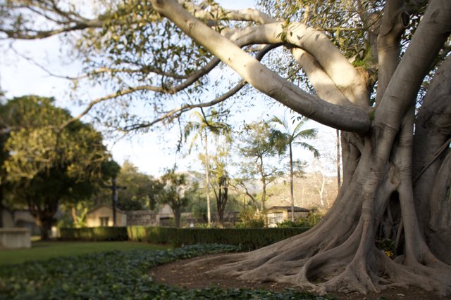 Majestic Tree at Santa Barbara Mission