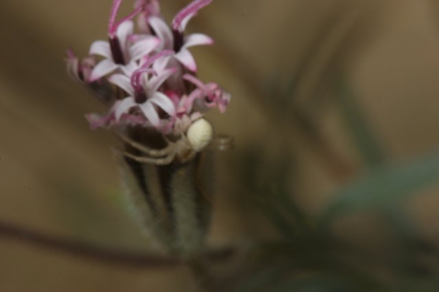 Garden Spider Enjoying Desert Orchid