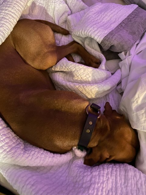 Dreaming in Comfort: A Peaceful Canine Sleep