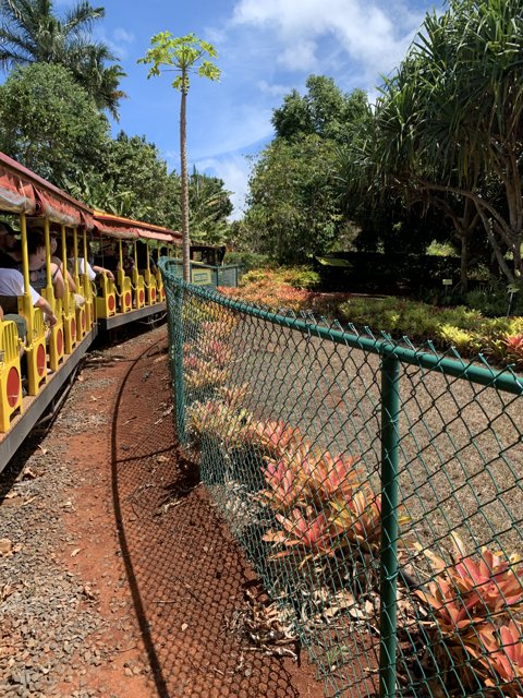 Summer Train Ride at Dole Plantation