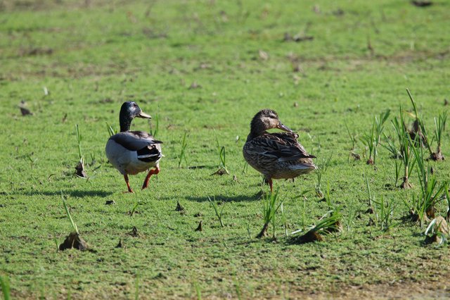 Mallard Duck Pair Walking Through Green Wetland Grass