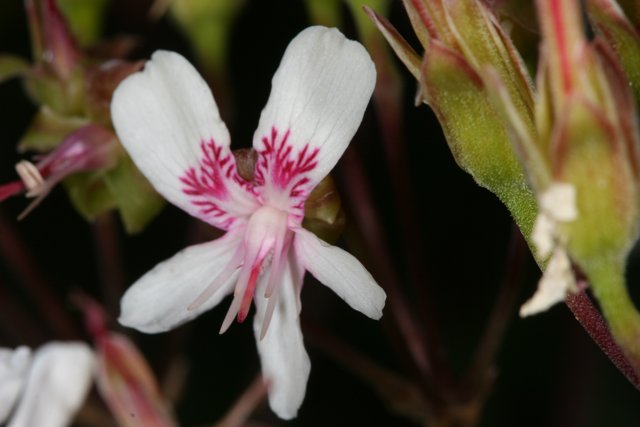 Geranium Blossoming