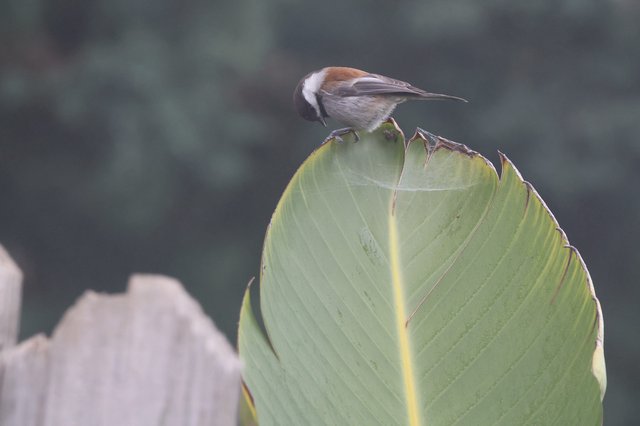 Chestnut-Backed Chickadee Perched on Banana Leaf