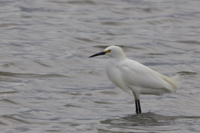 Graceful Presence in San Pablo Bay